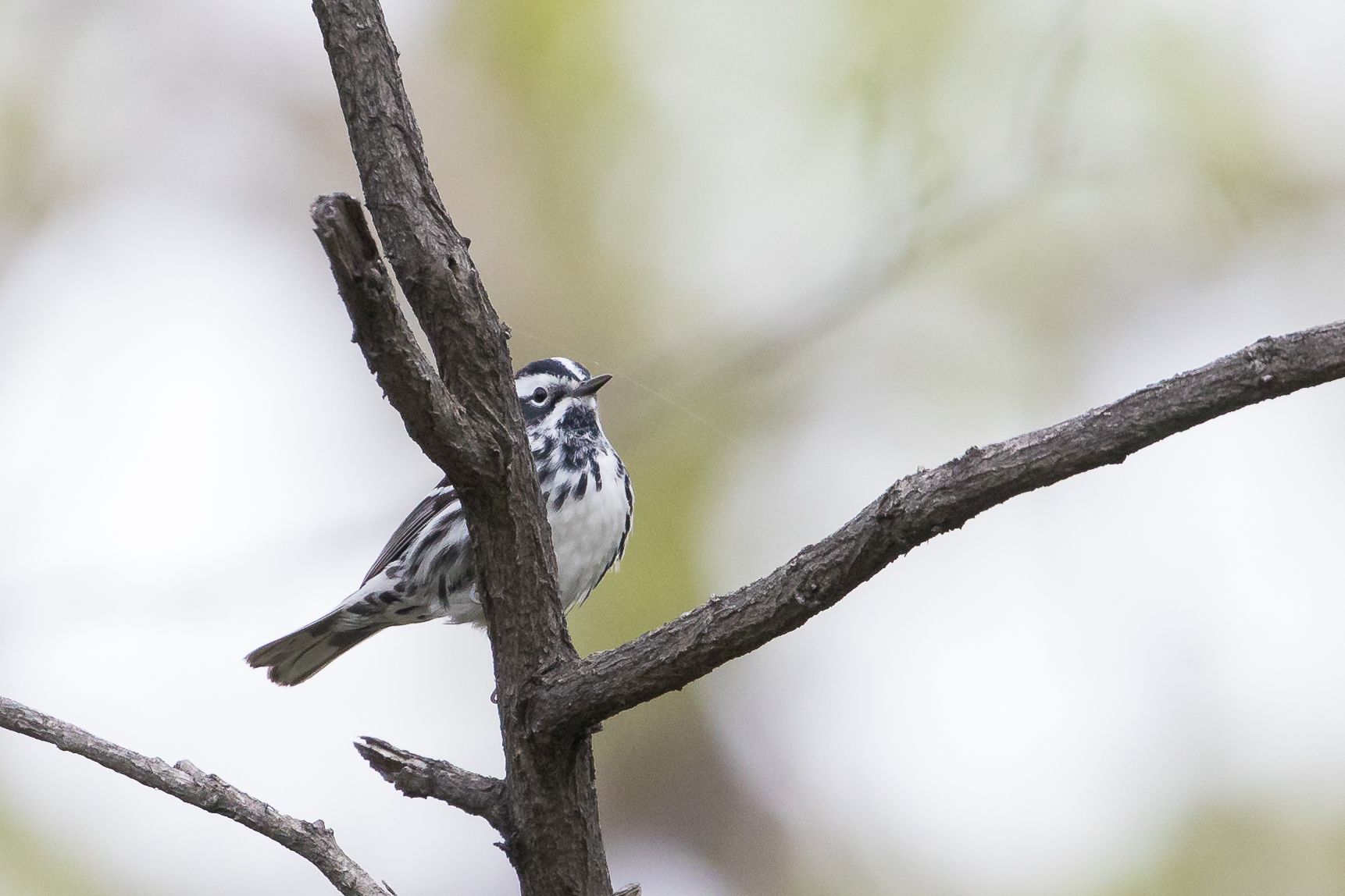 warbler sitting on a tree branch, birds