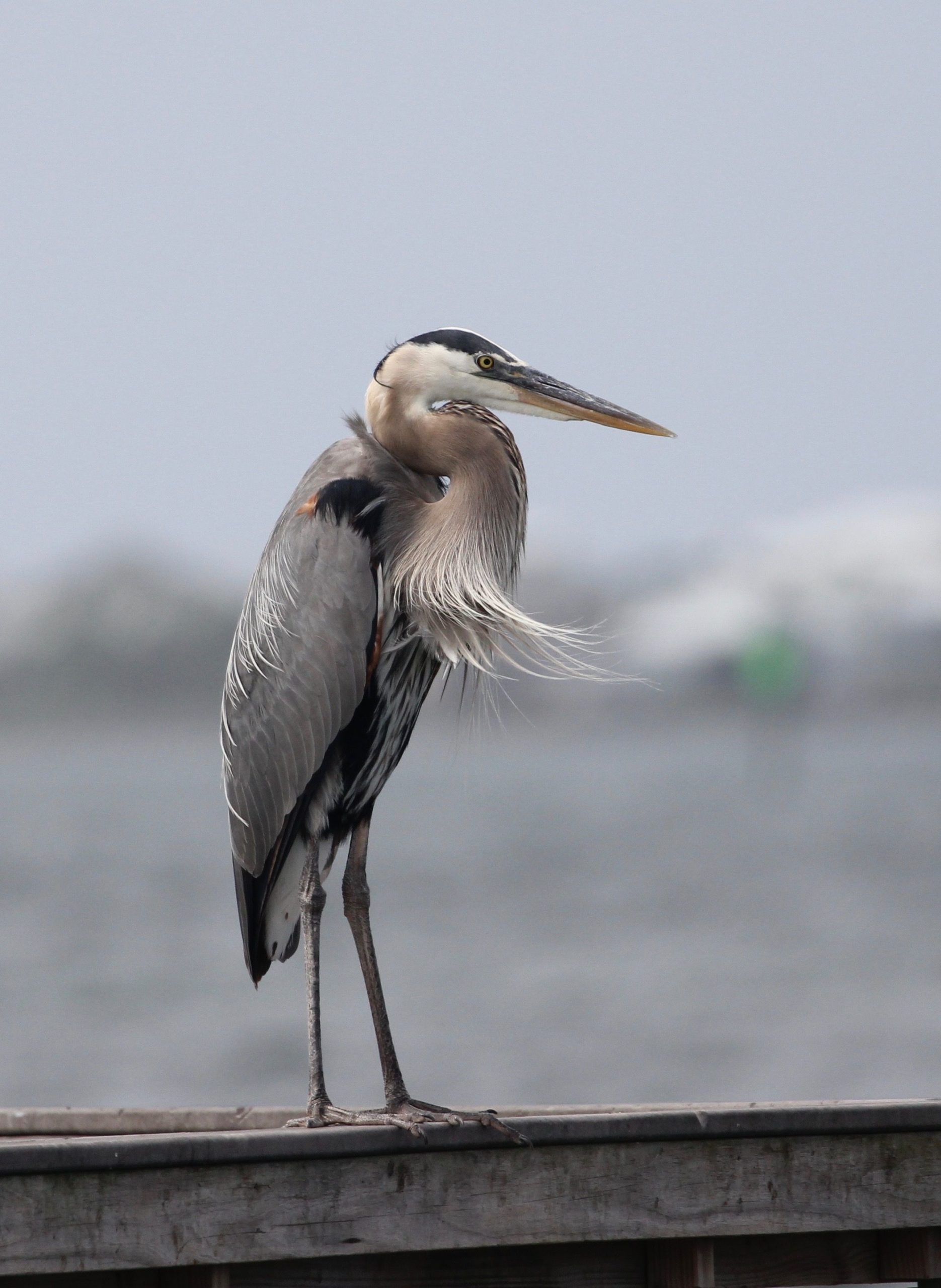 Great blue heron perched on a dock, birds