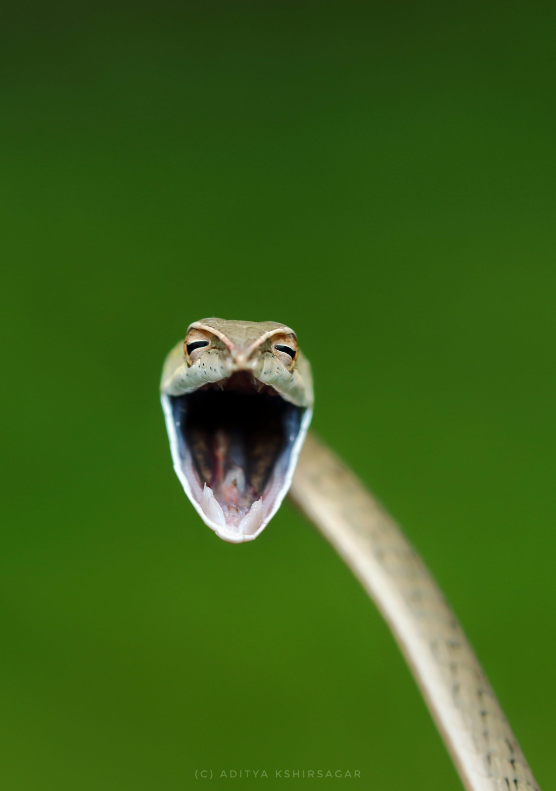 Vine snakes faces the camera with mouth wide open