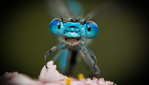 A dragonfly looks into the camera