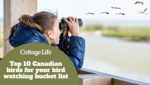 Young girl bird watching