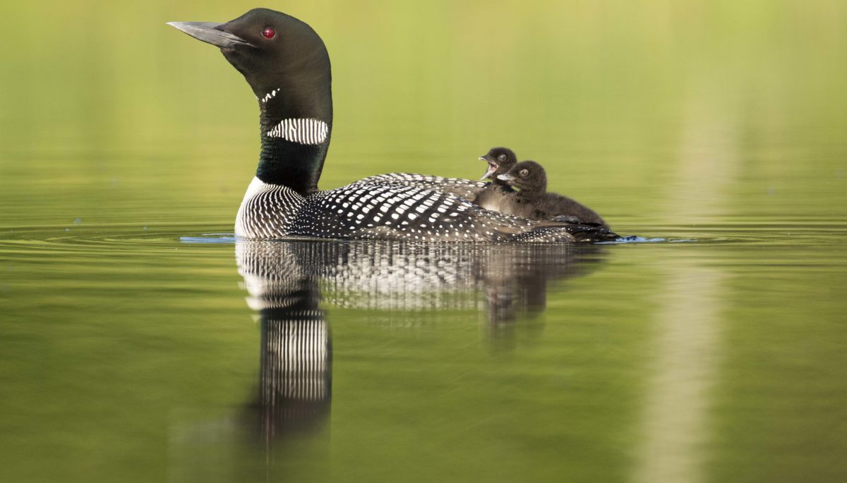 a adult loon with two loon chicks on its back swimming in a lake