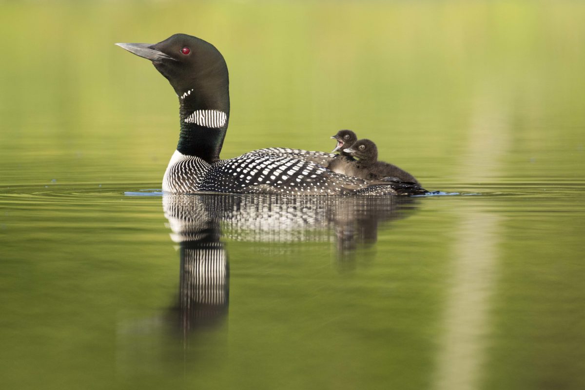 a adult loon with two loon chicks on its back swimming in a lake