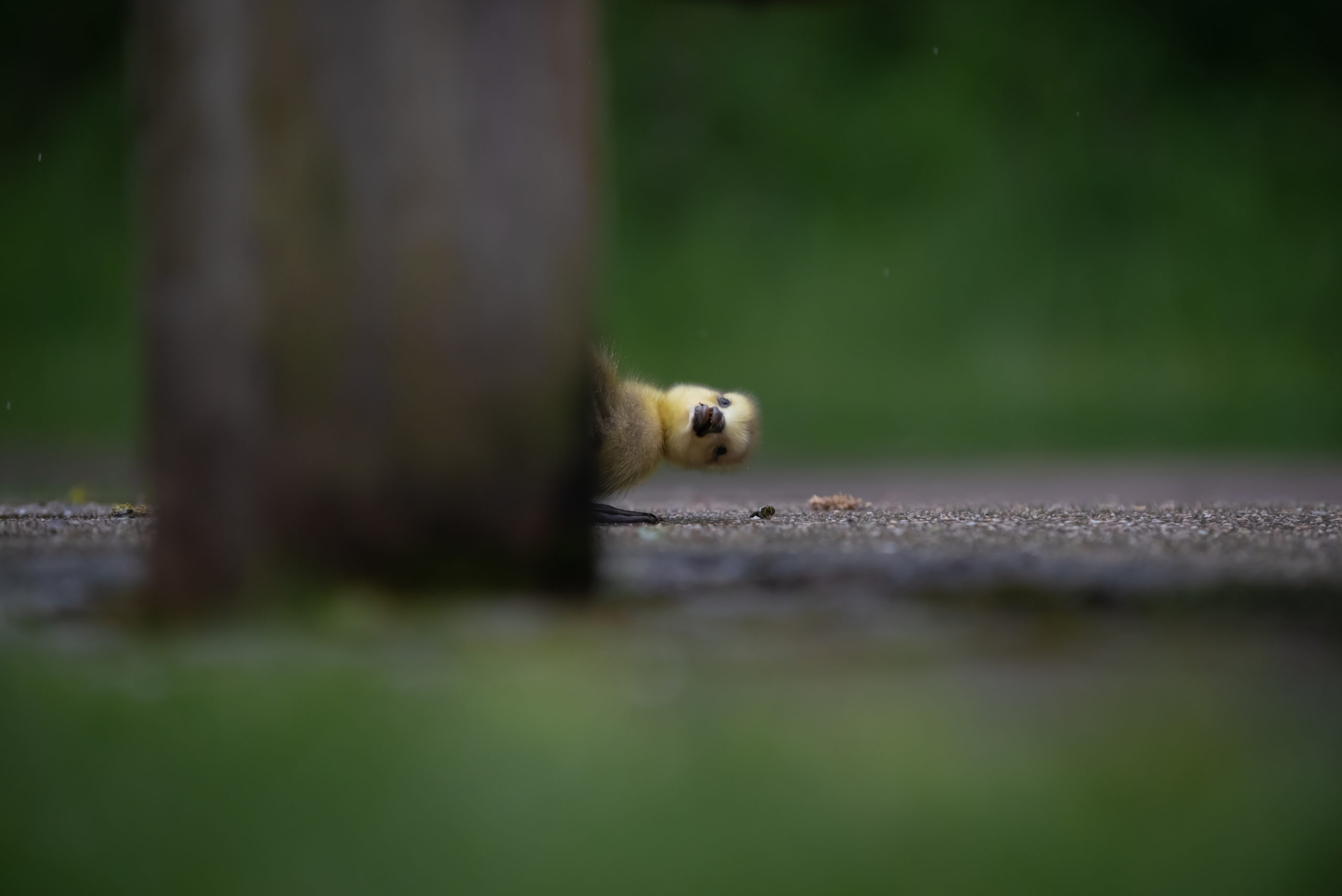 Gosling poking its head out from behind a bench