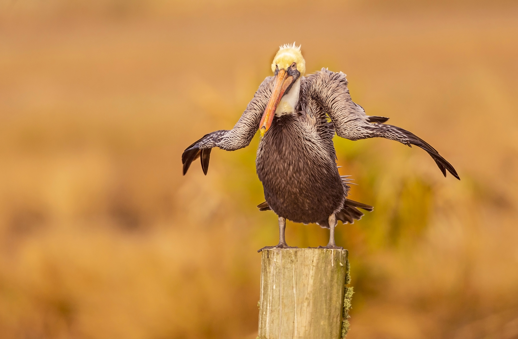 A brown pelican shaking water off its wings