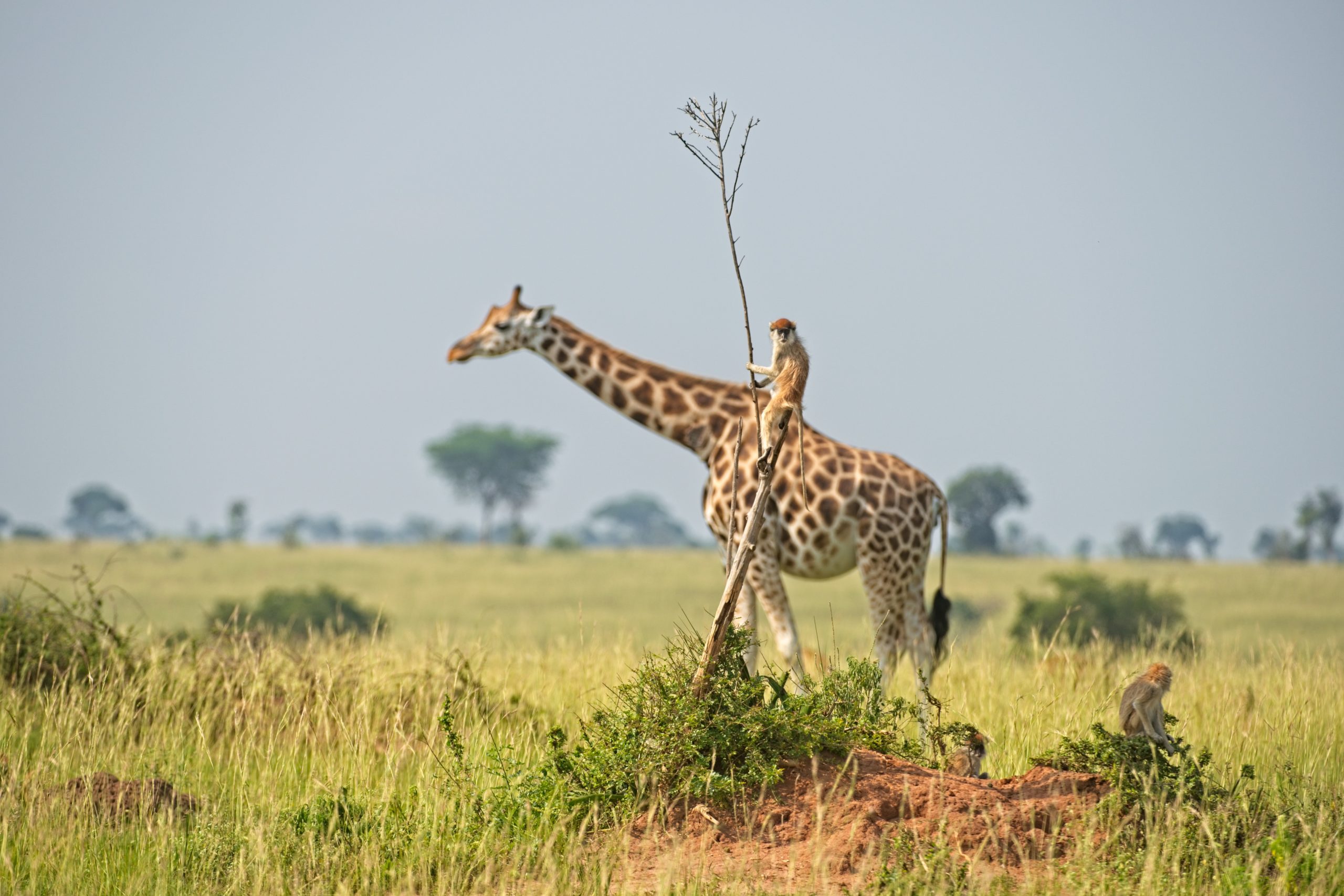A monkey climbing a bare branch seems to be riding a giraffe passing behind him