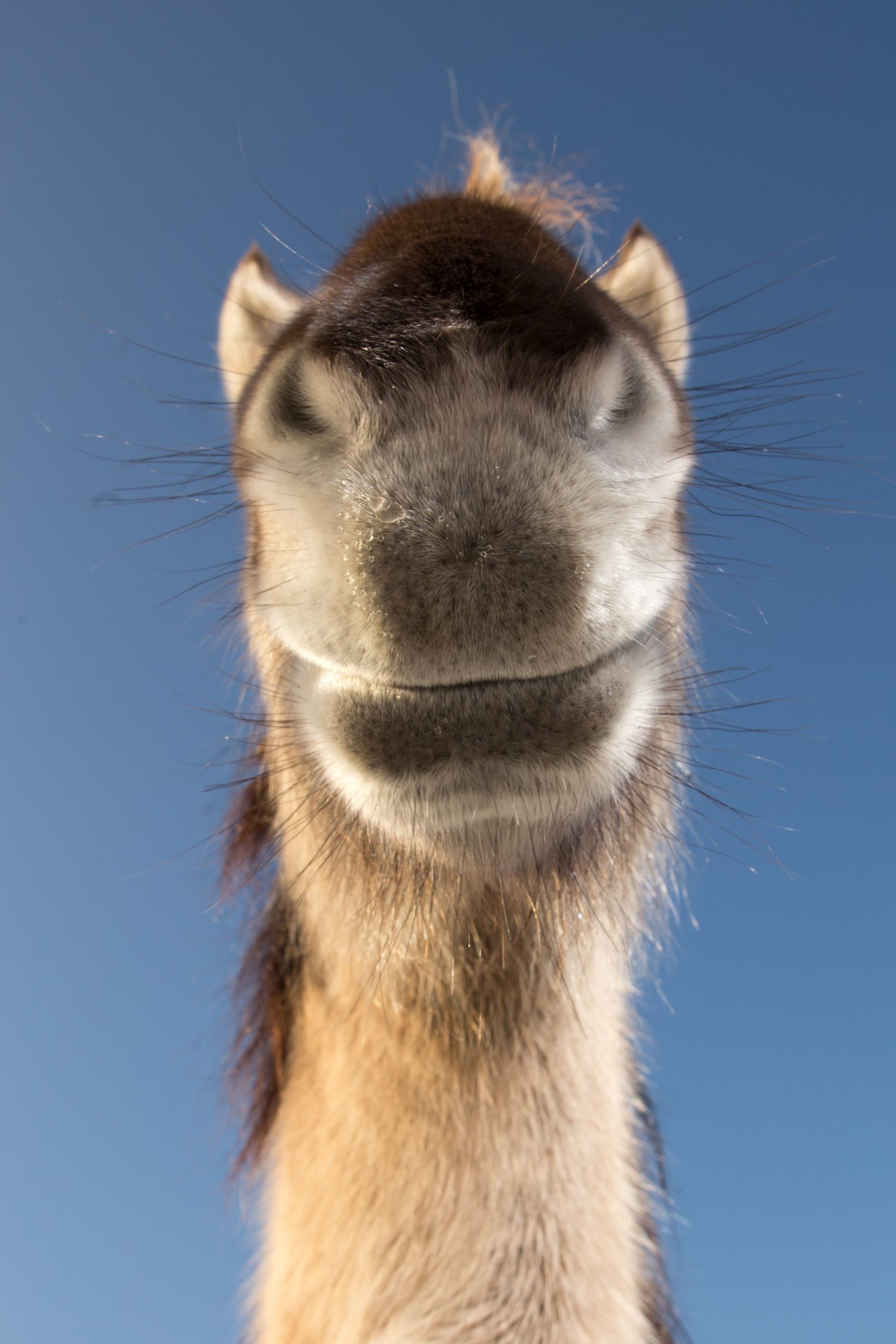 Up-close shot of a horse's mouth
