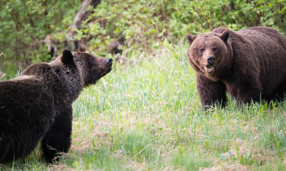 Grizzly,Bears,During,Mating,Season