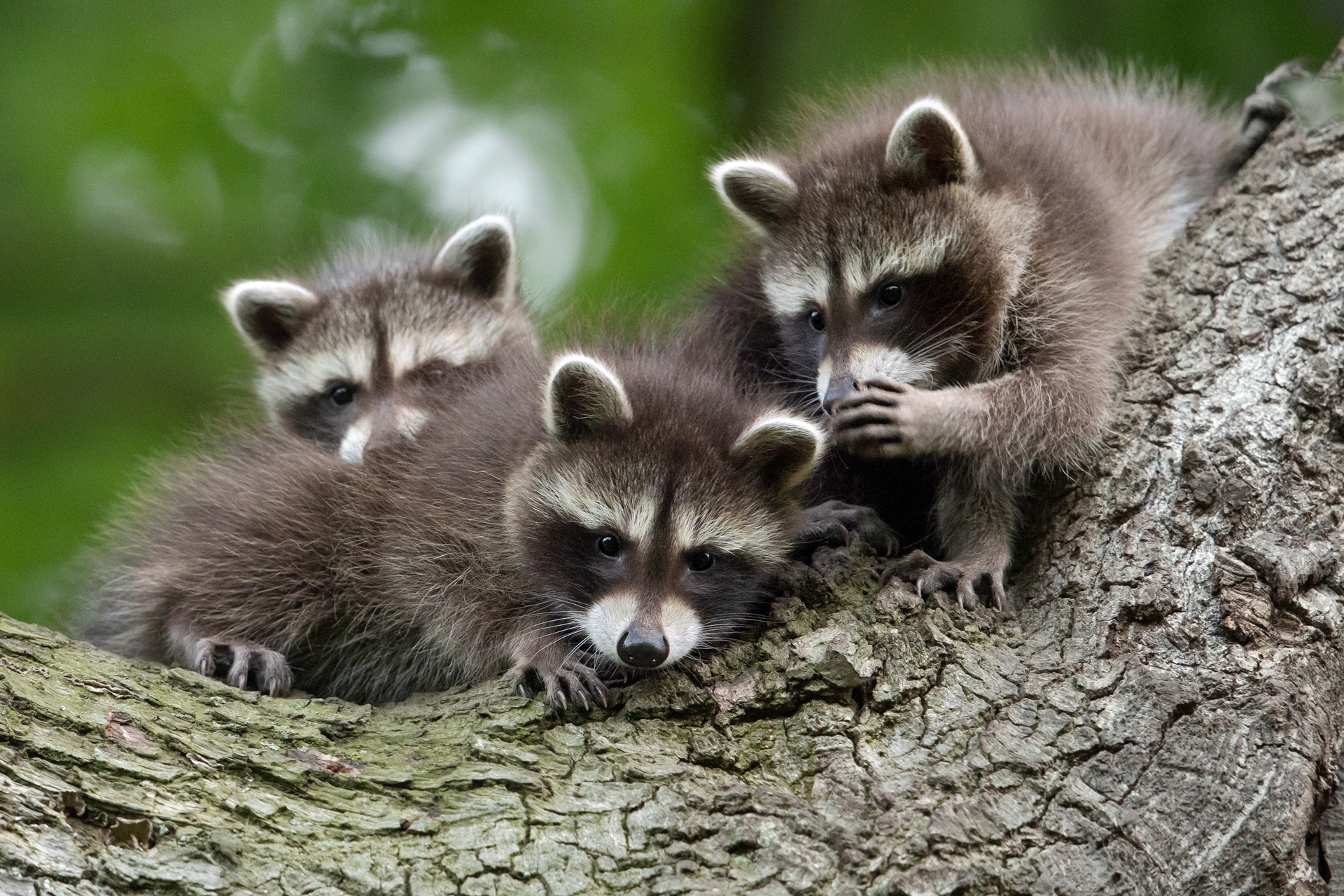 Three raccoons huddled together on a tree