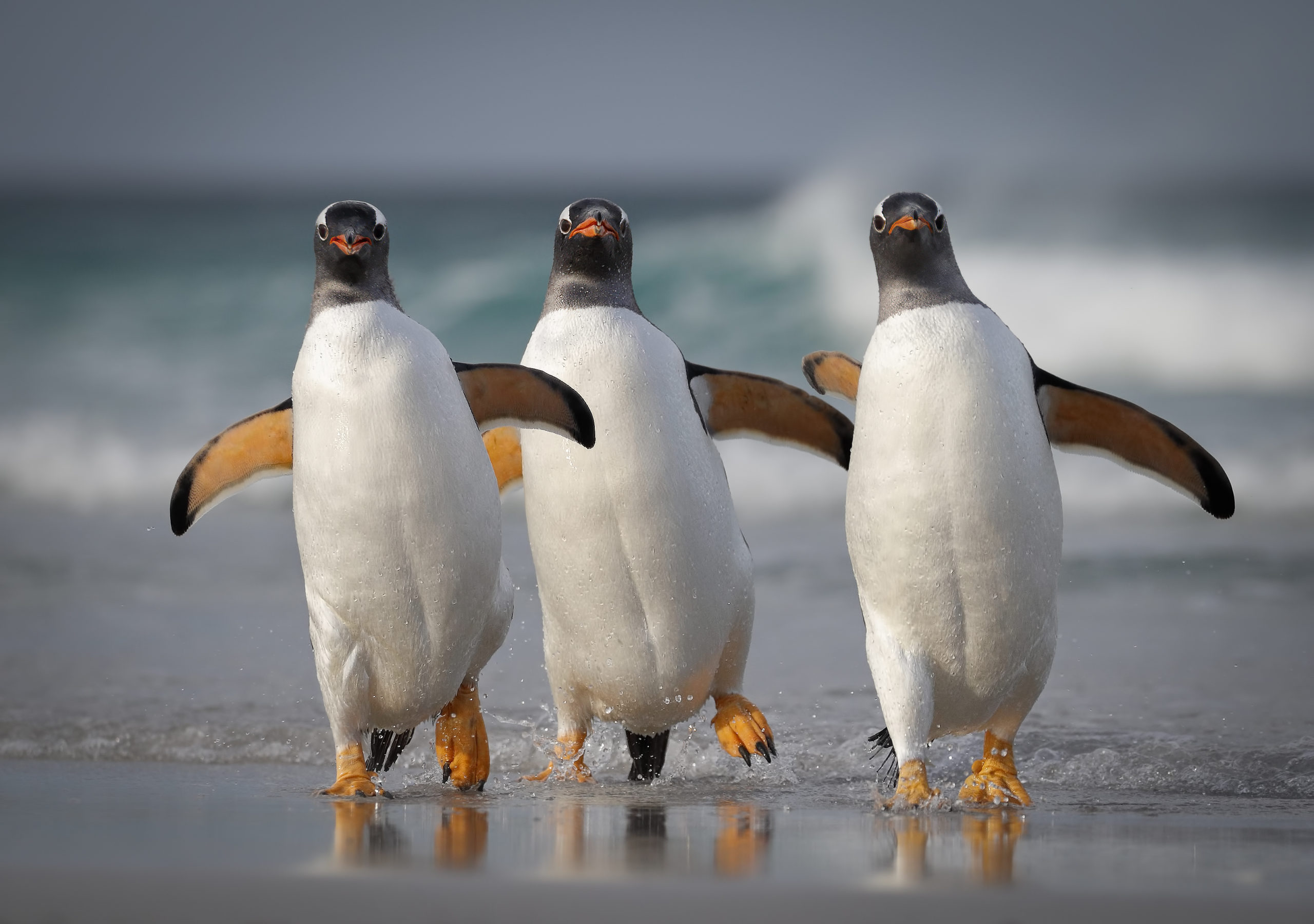 Three penguins walking on the beach