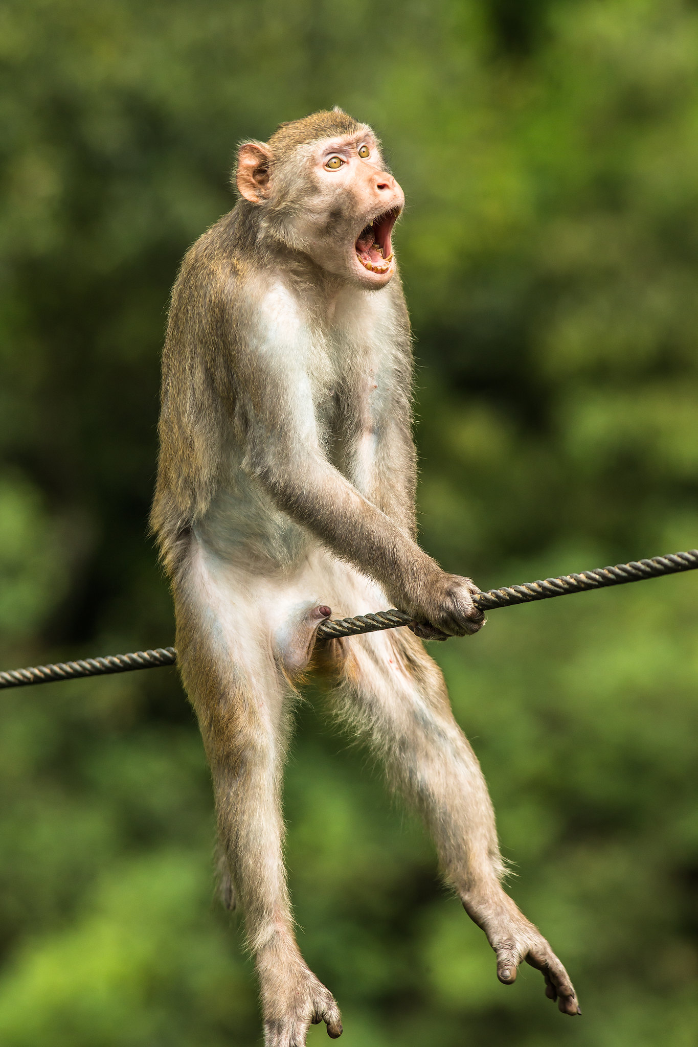A monkey sitting on a metal wire
