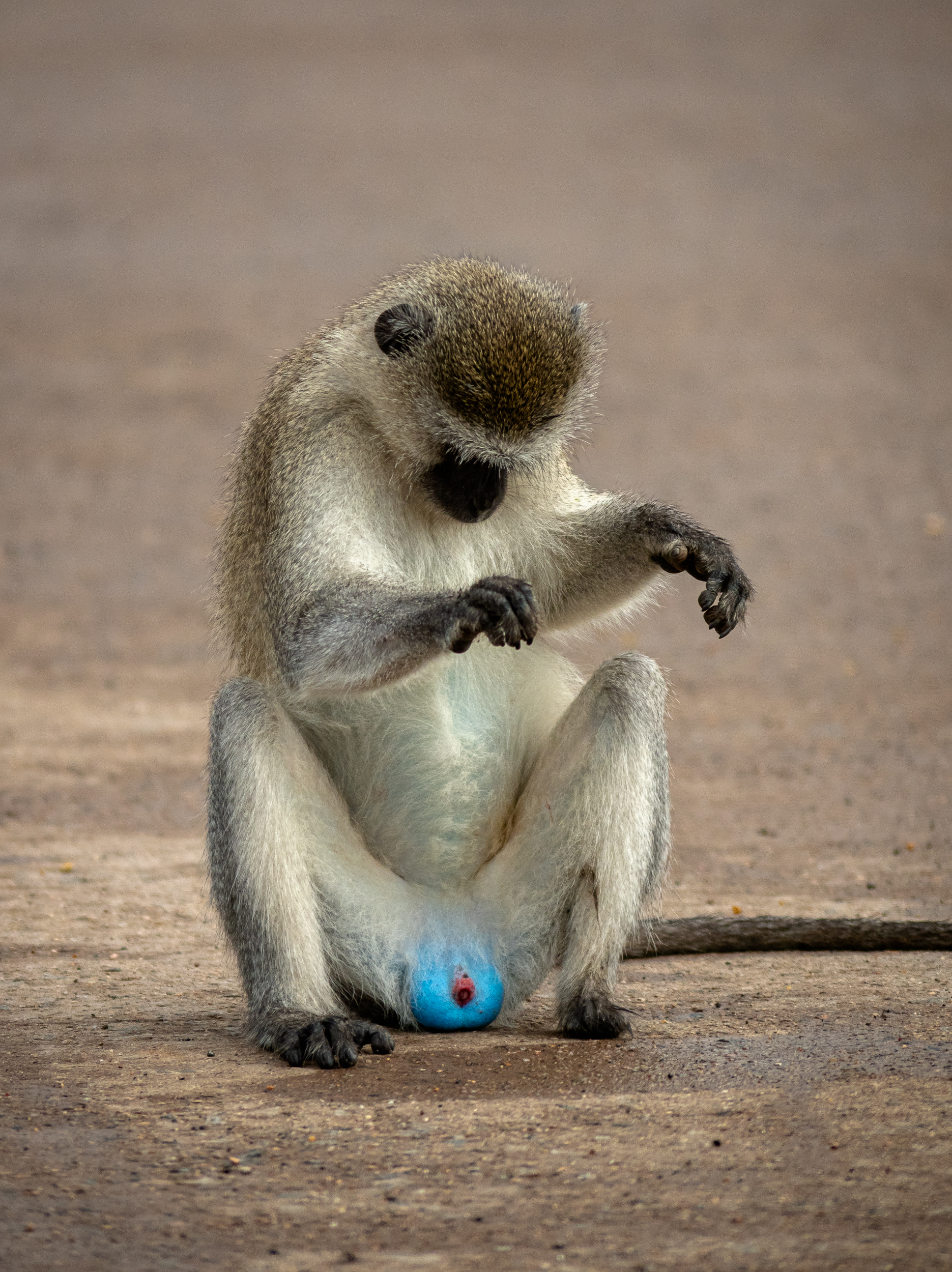 A vervet monkey peeking between its legs
