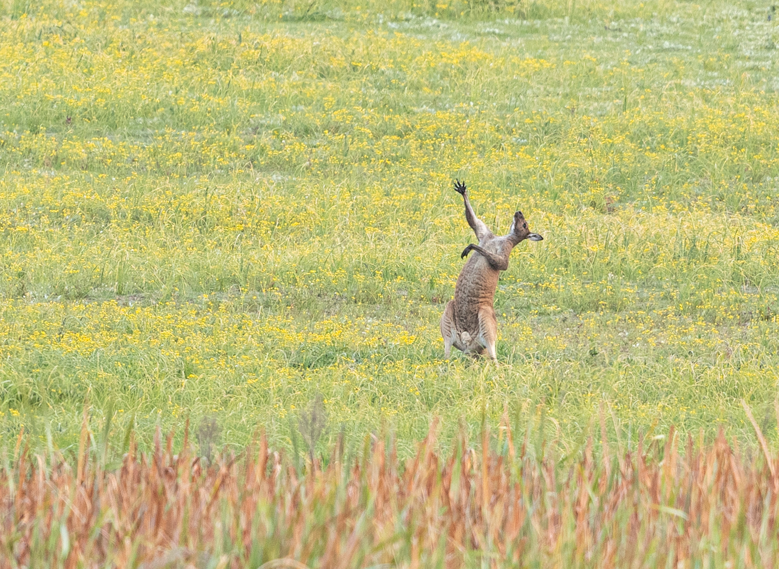 Kangaroo standing in a field with one arm raised