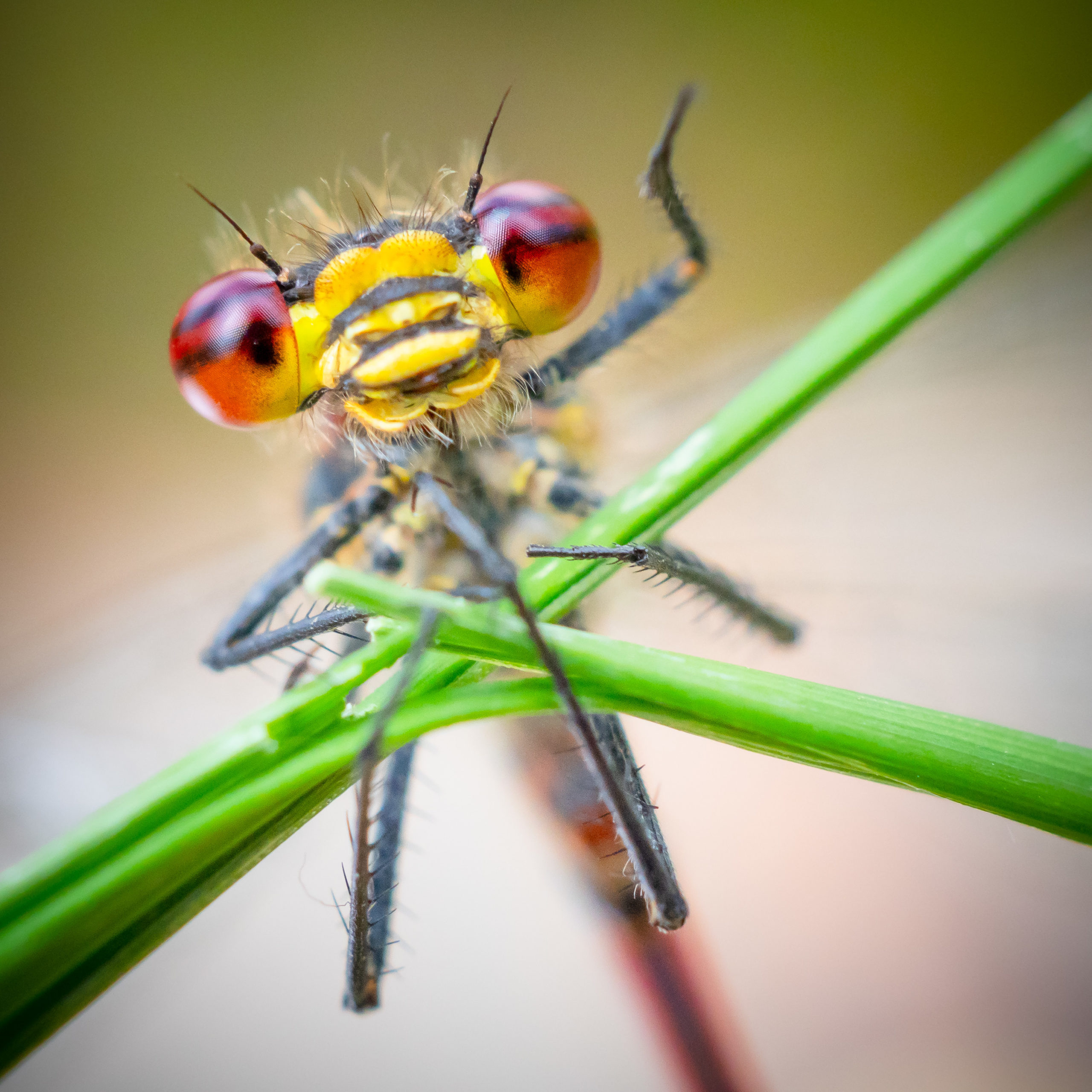 Close-up shot of a red damselfly