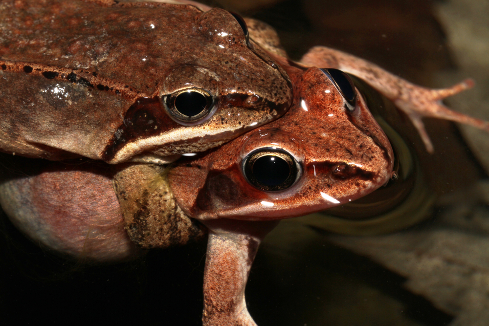 Close-up,Of,A,Female,And,Male,Wood,Frog,Mating,