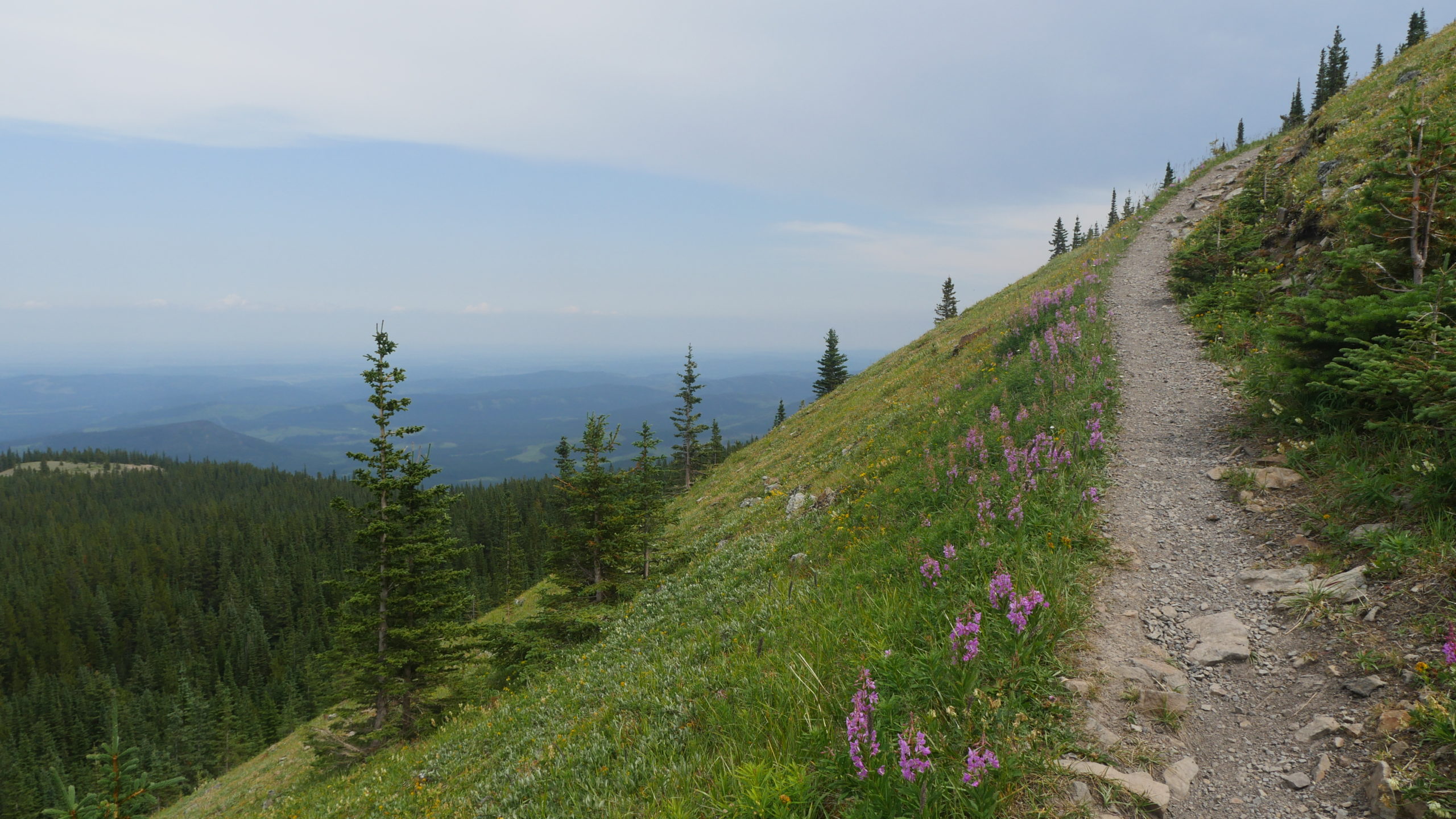 Portrait of green hills and trails