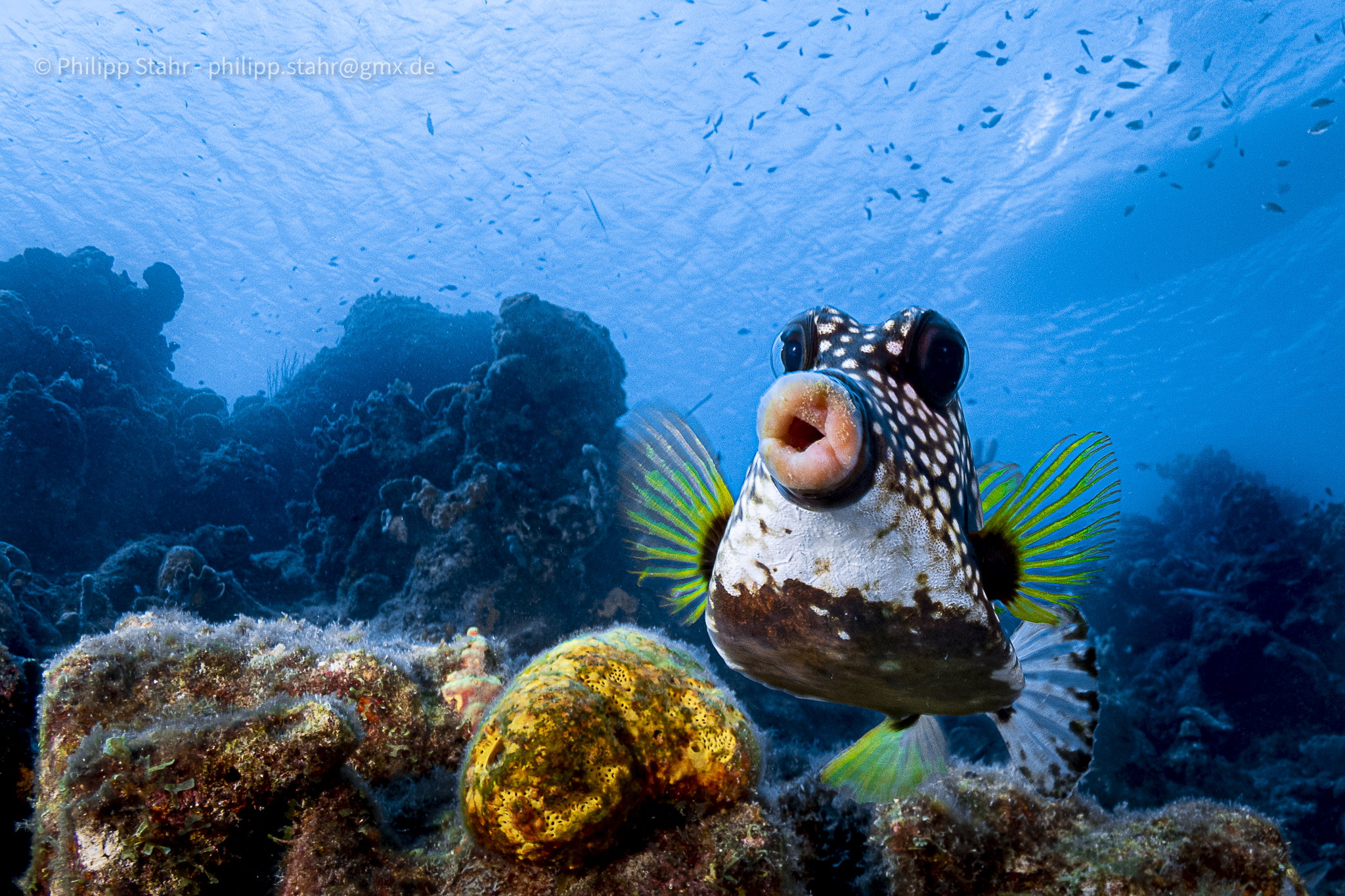 A shot of a boxfish underwater