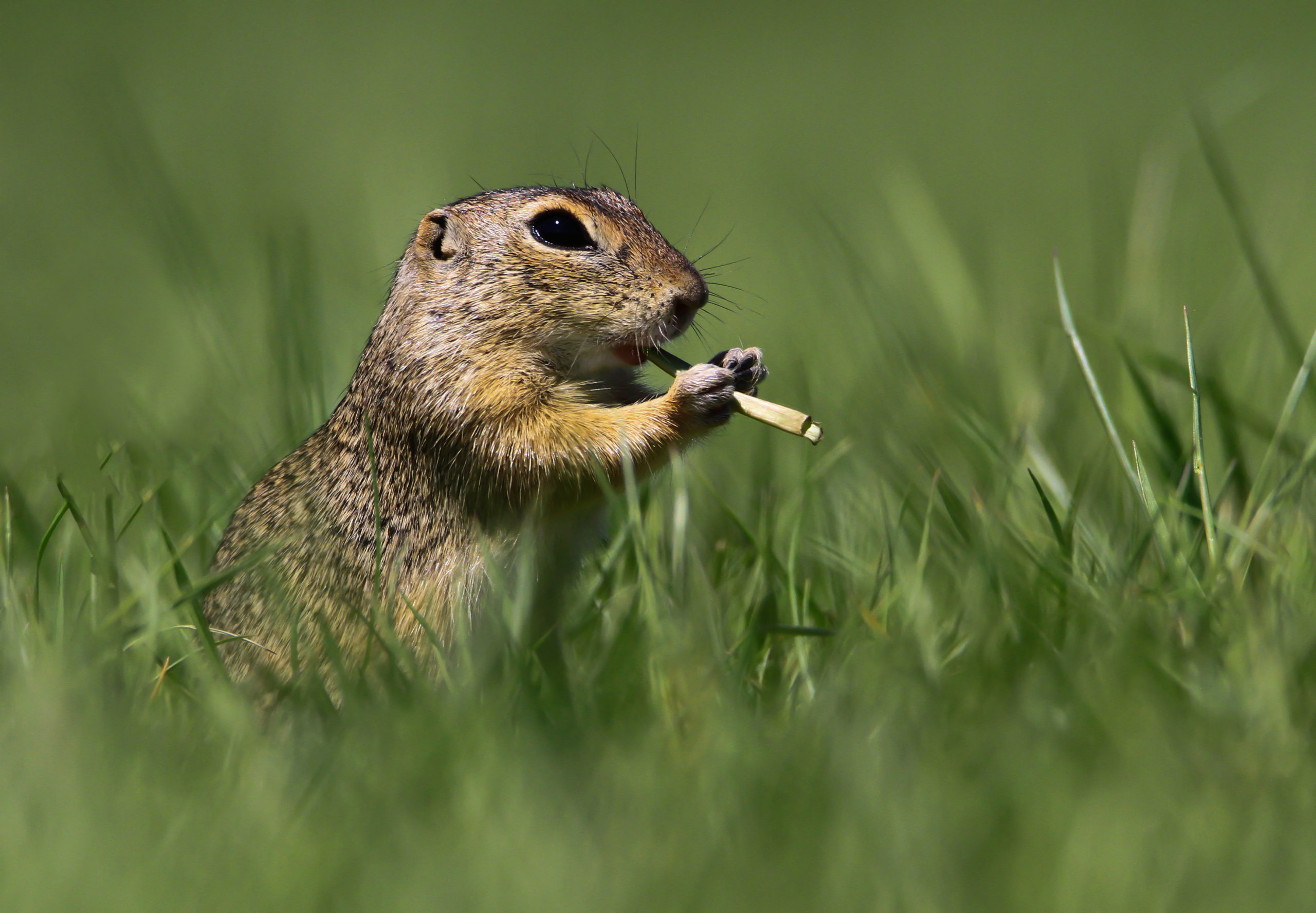 Squirrel holding a small twig to its mouth