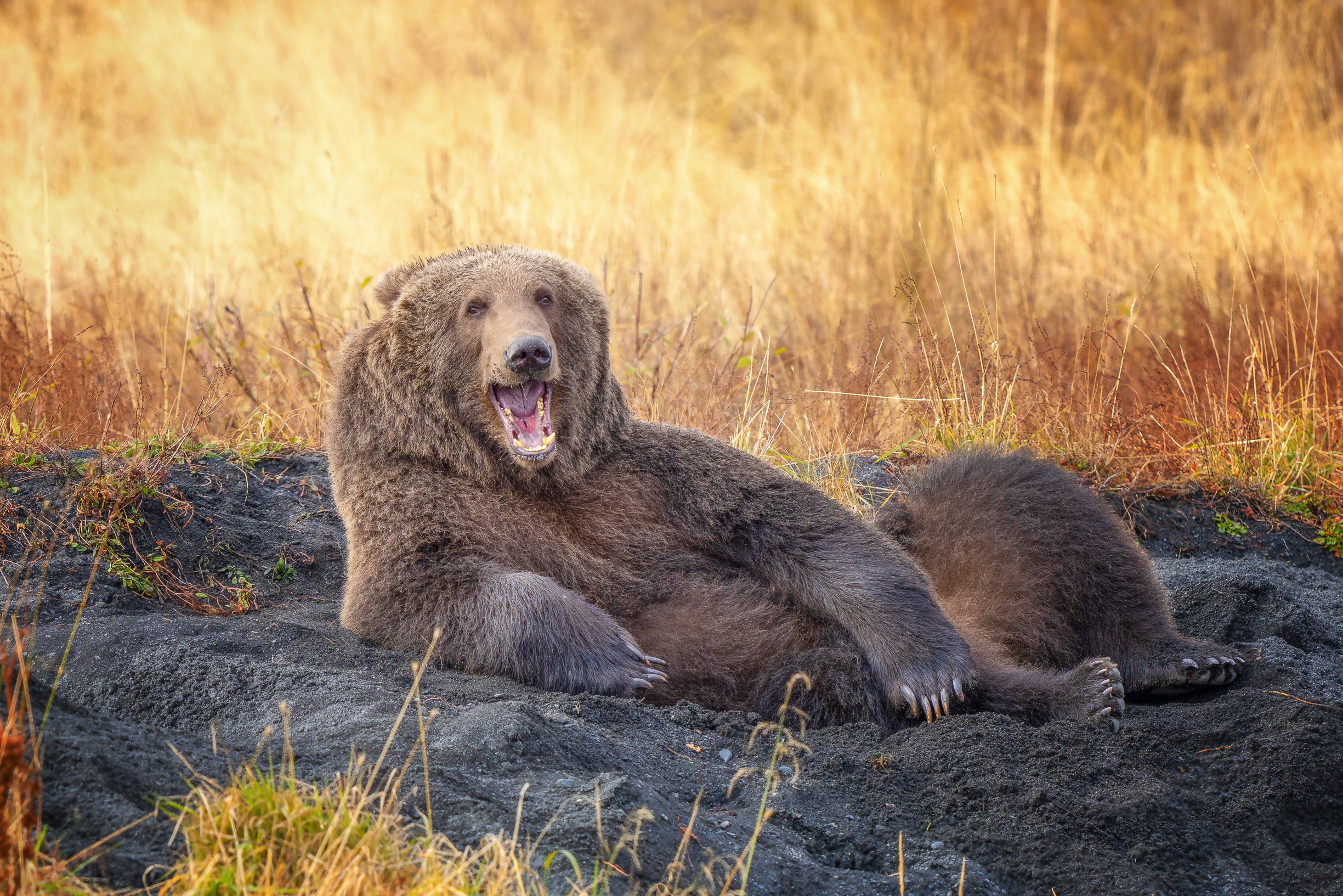 Kodiak brown bear lying down in the riverbed