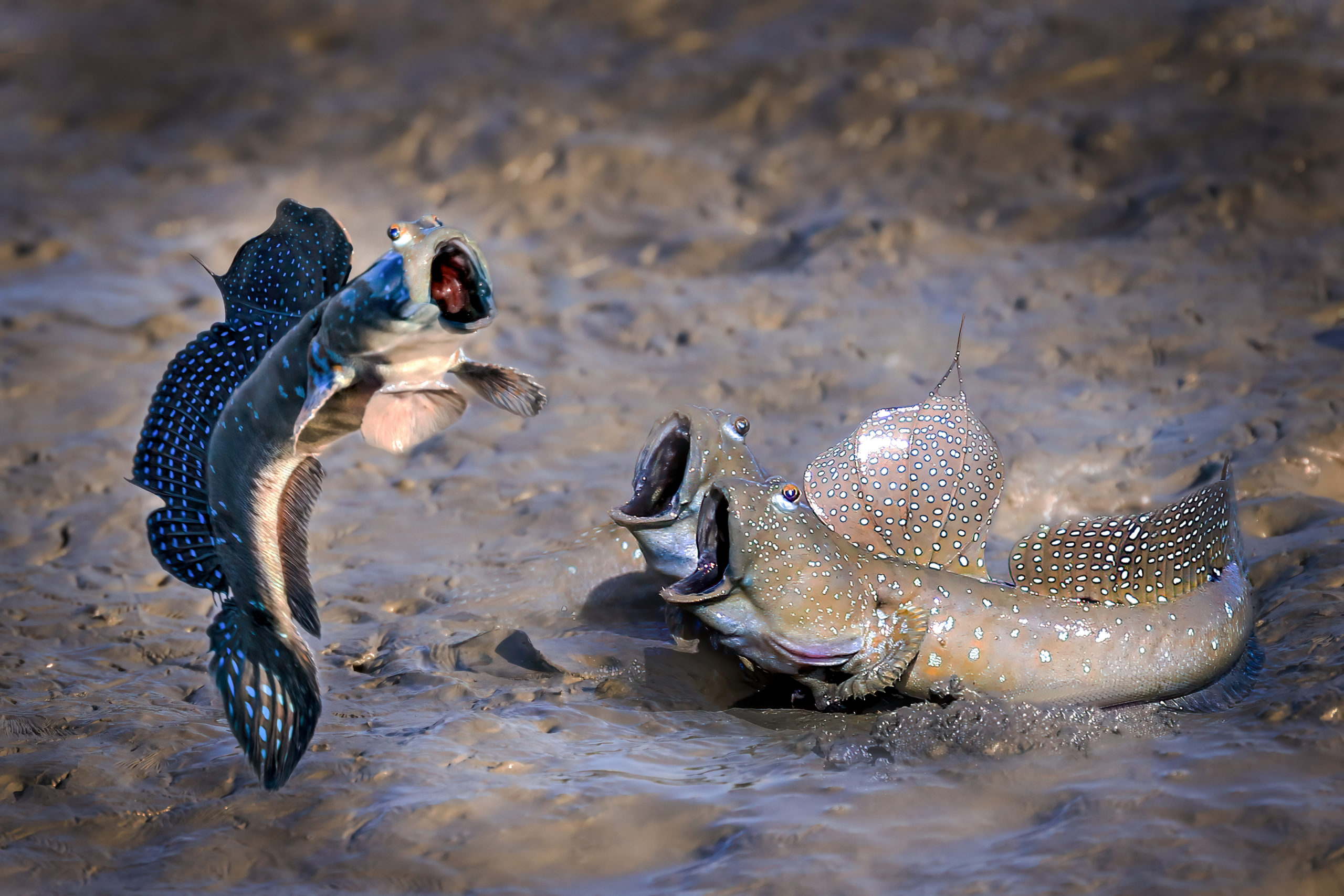 A mudskipper fish is suspended in the air while two look on