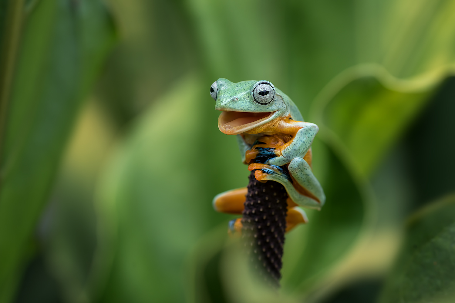 A green tree frog sitting on top of a plant