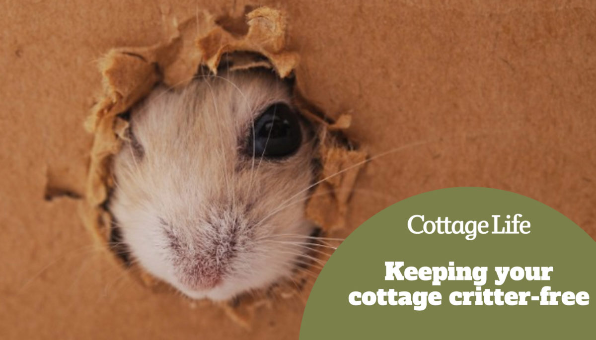 White hamster and hole in a cardboard box