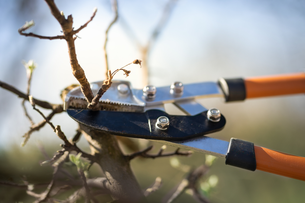Pruning tree with secateurs in the garden, yard