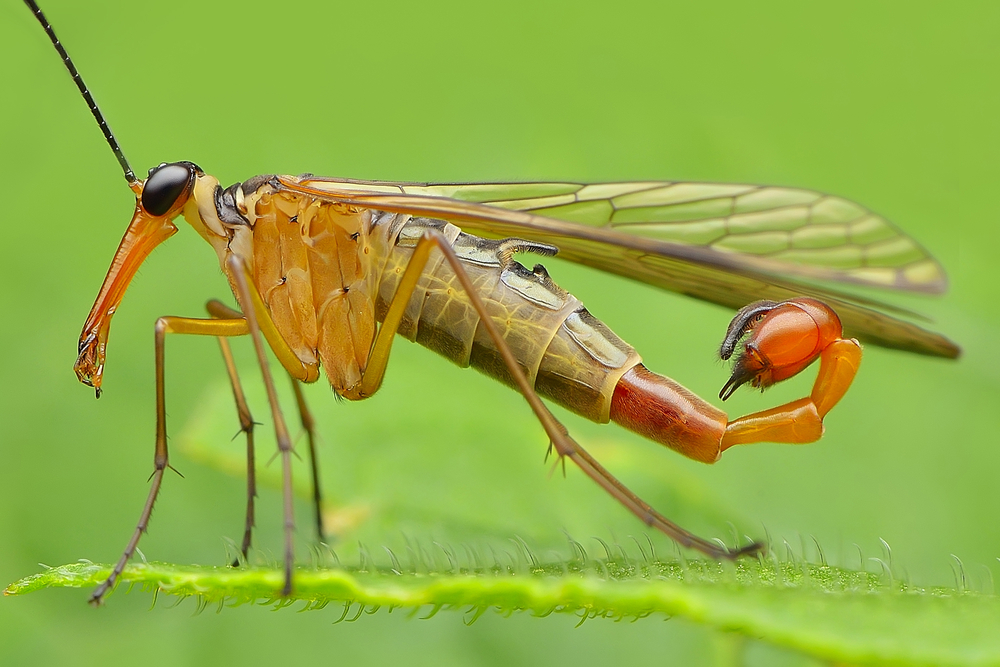 scorpion fly