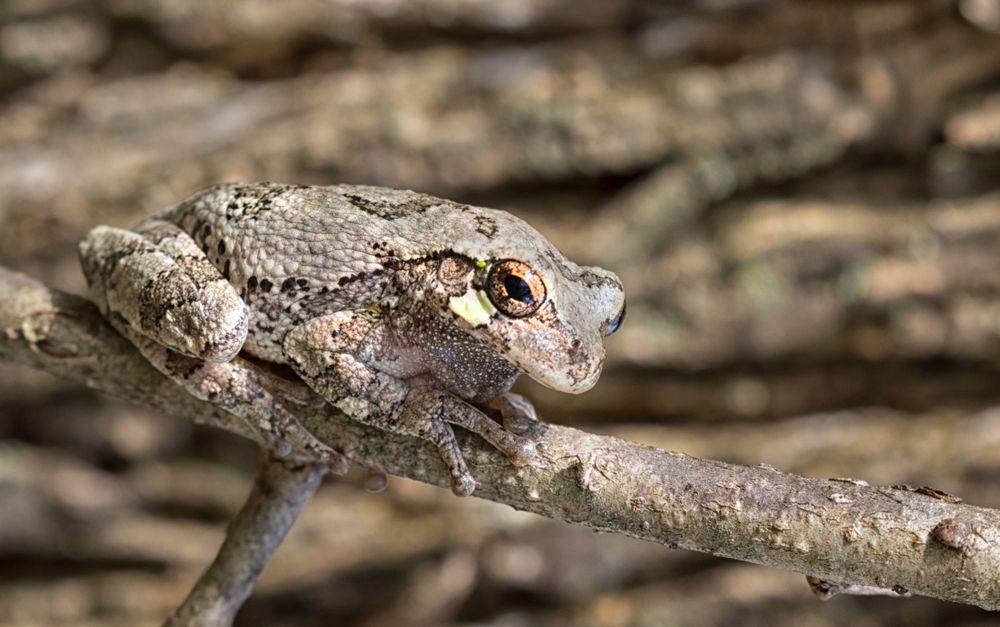 A gray treefrog on a branch