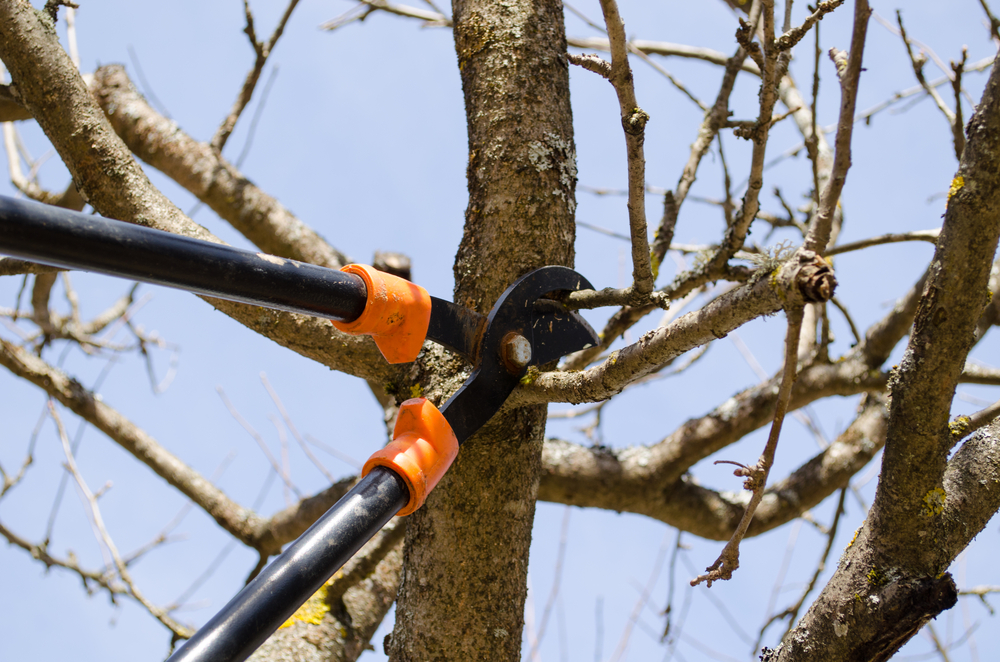 A close-up of pruning shears used in tree maintenance