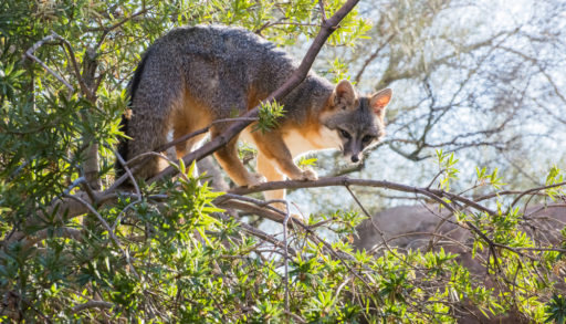 A grey fox perched in a tree