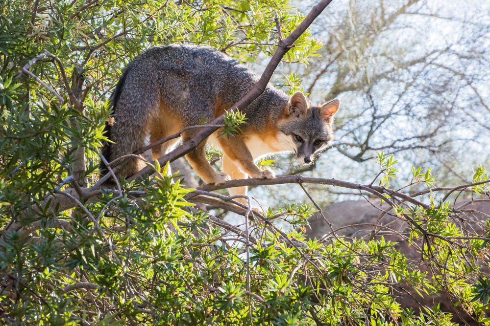 A grey fox perched in a tree