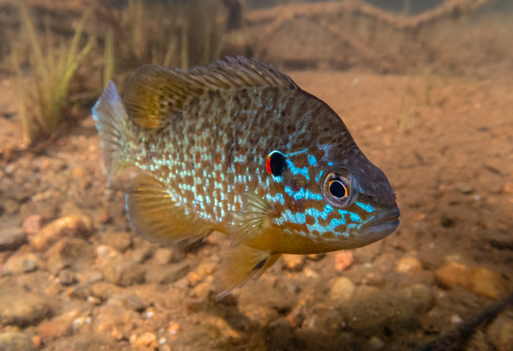 A male pumpkinseed sunfish guarding its nest