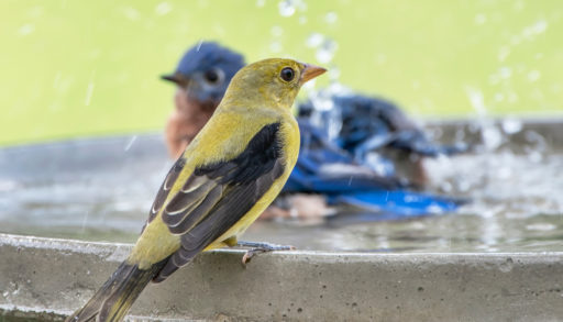 Female scarlet tanager in a bird bath during fall migration