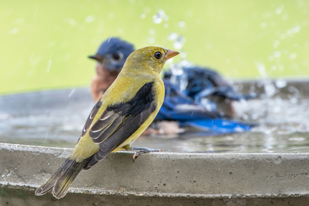 Female scarlet tanager in a bird bath during fall migration
