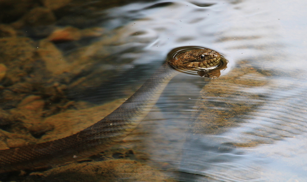 A northern water snake swimming in a lake
