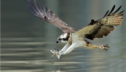 An osprey catching a fish in the water