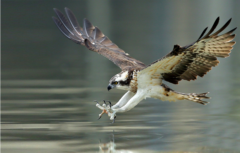 An osprey catching a fish in the water