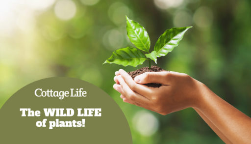 hand holding young plant on blur green nature background and sunslight. concept eco earth day