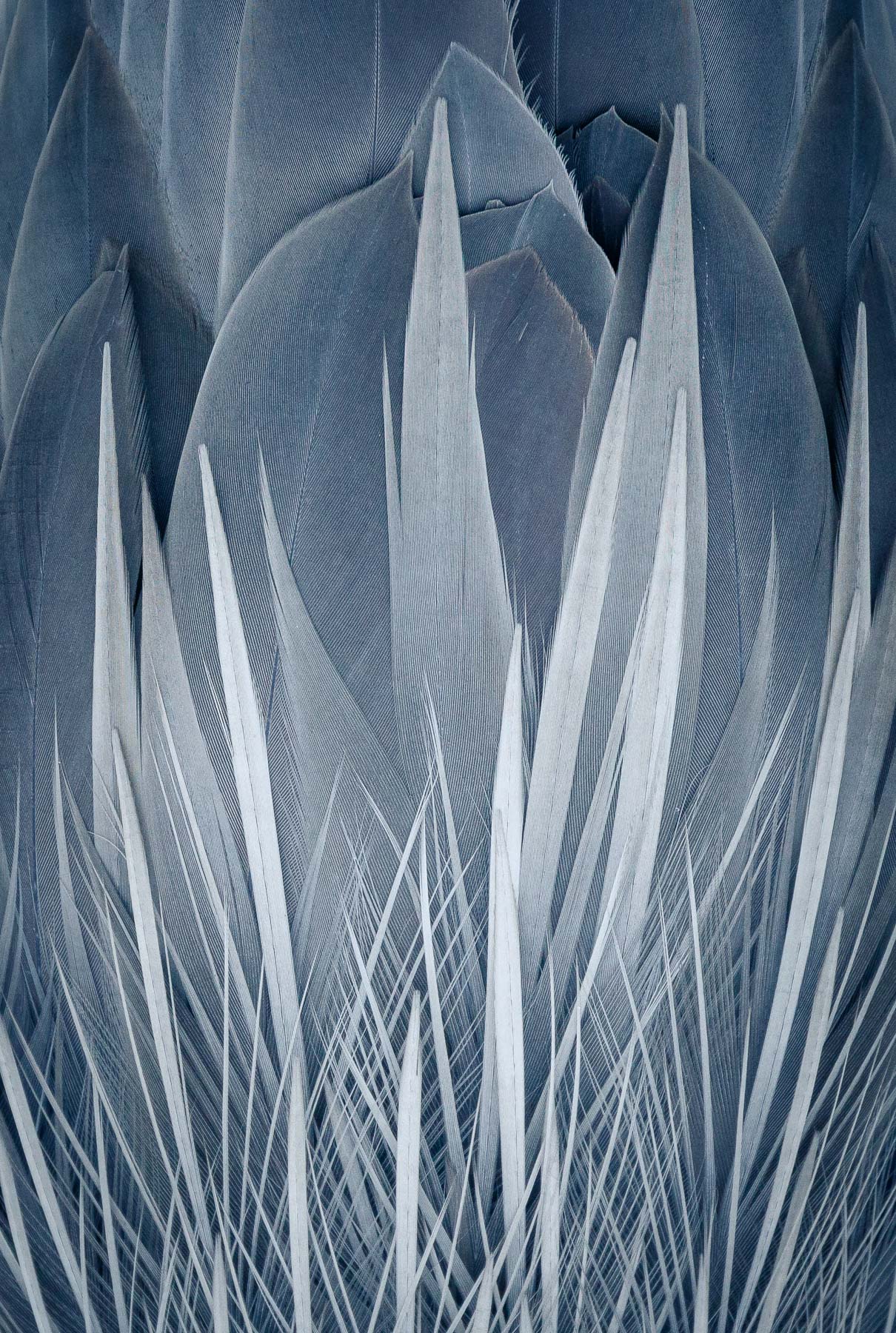 Feathers of a great blue heron flipped upside down look like an illustration of fire