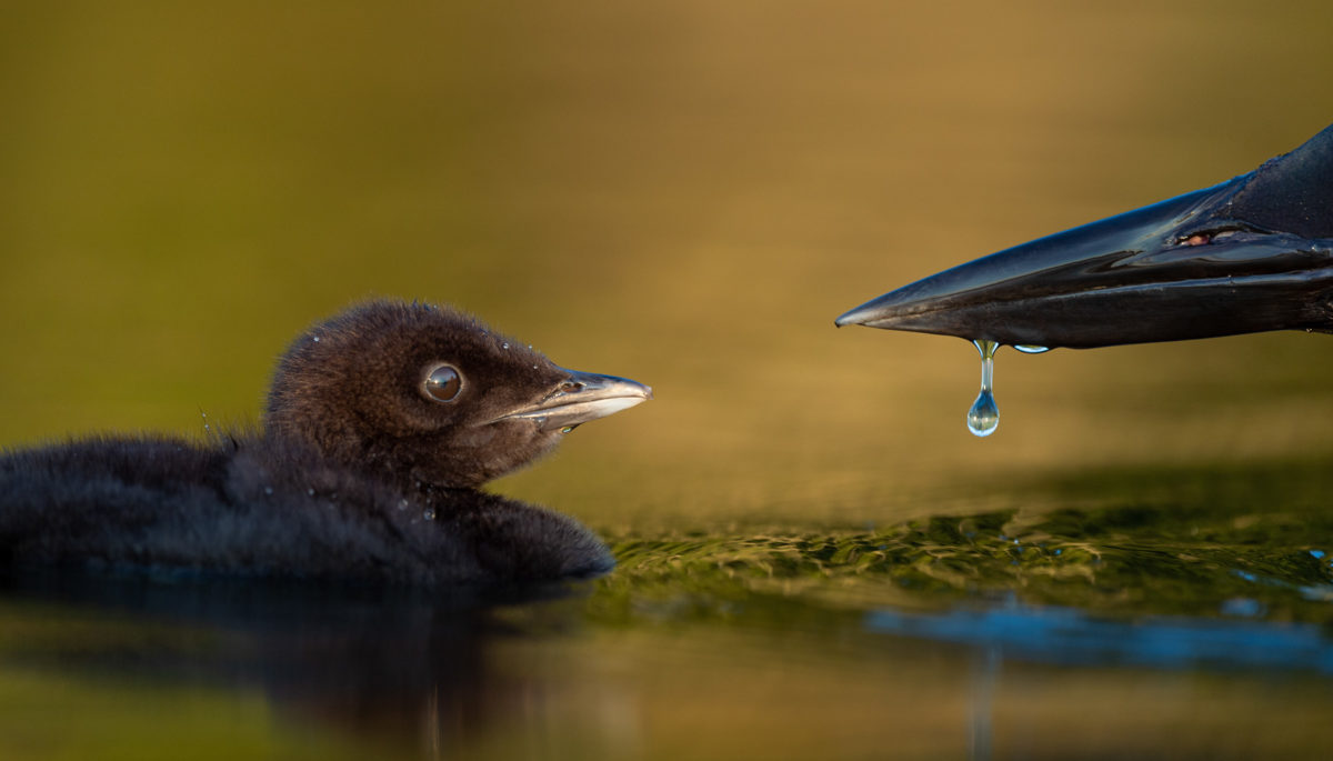Tiny loon chick next to an adult.