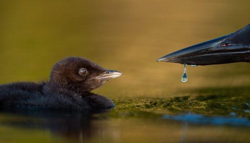 Tiny loon chick next to an adult.