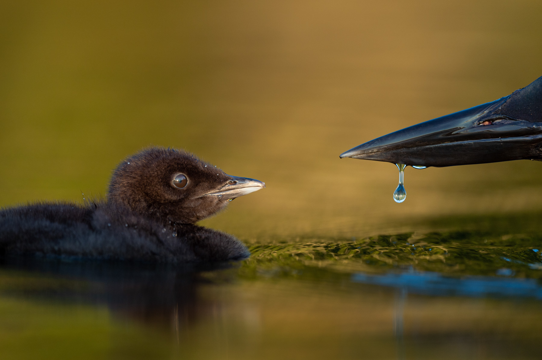 Tiny loon chick next to an adult.