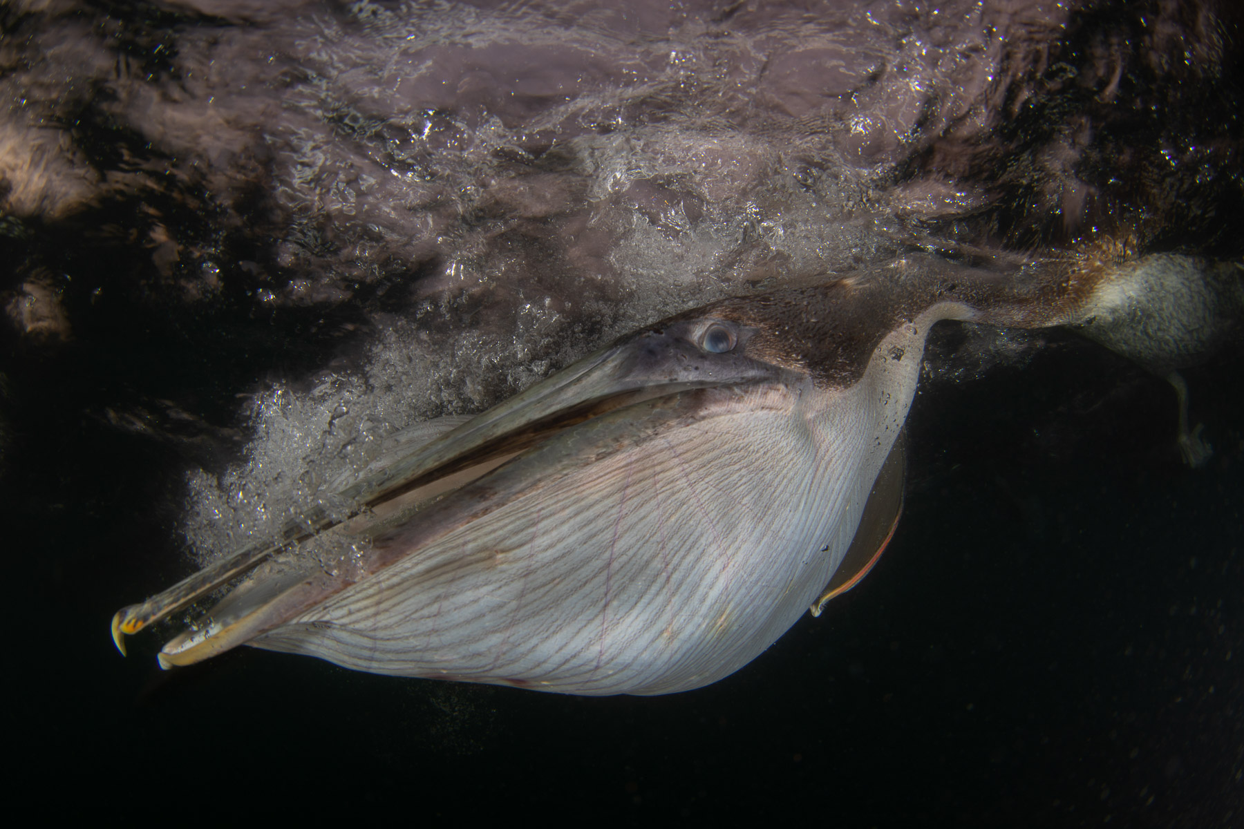 Brown pelican underwater