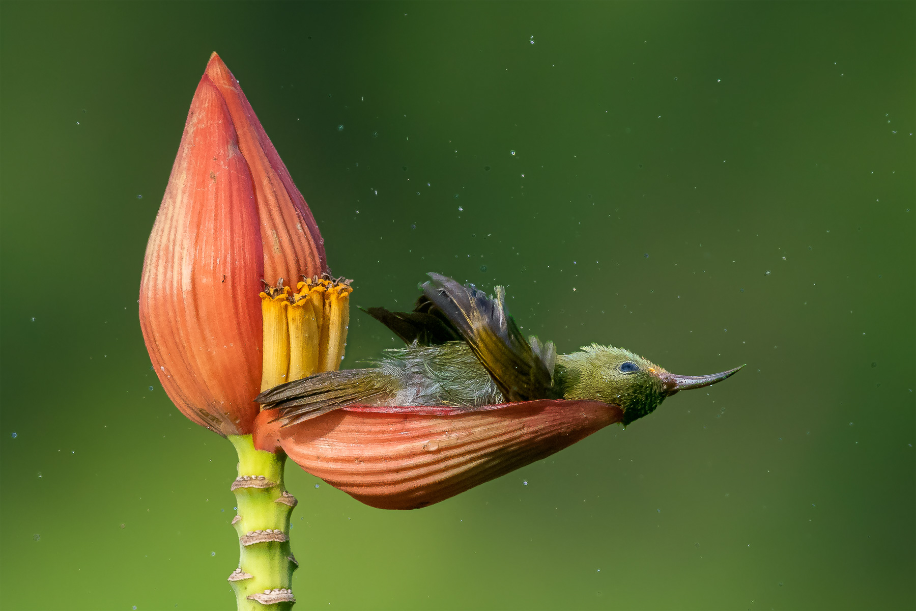 Crimson sunbird bathing in nectar
