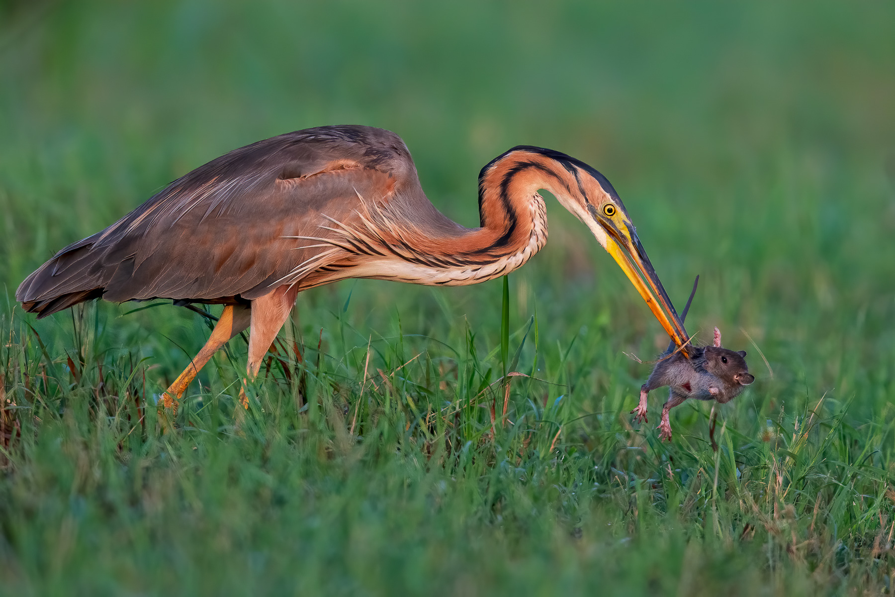 Purple heron feeding on mice