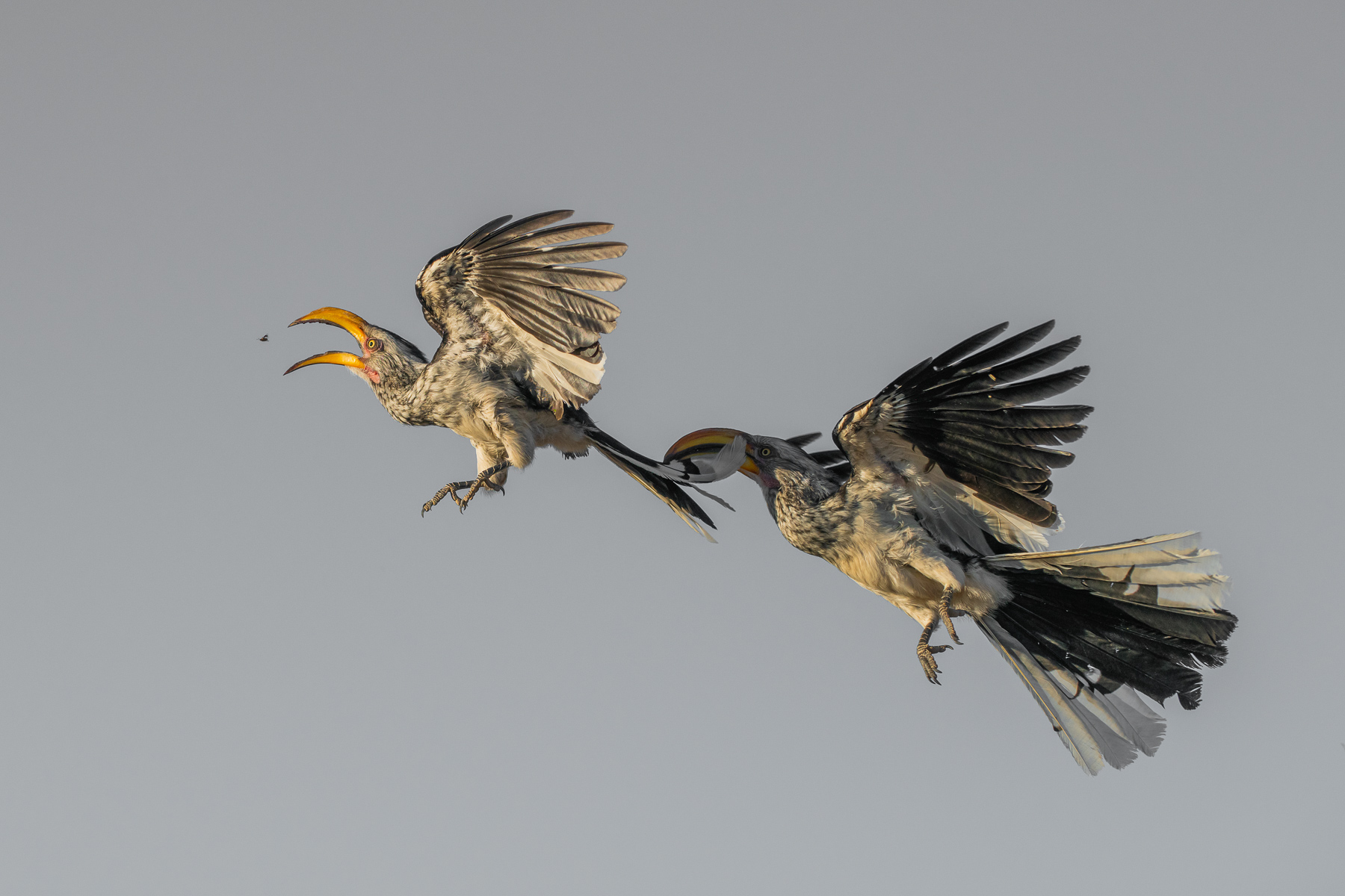 Two southern yellow-billed hornbills chase after the same insect mid-air