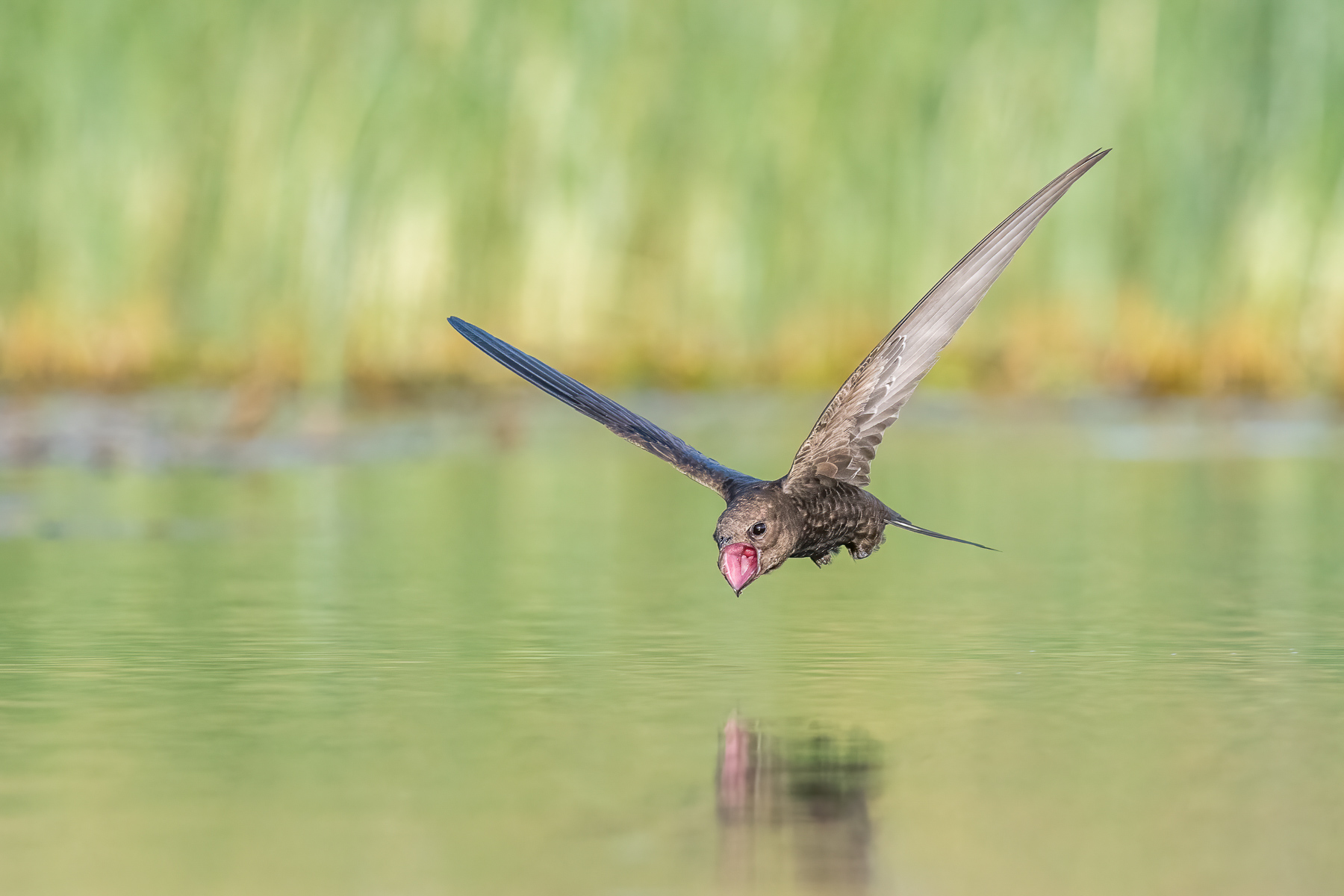 A common swift skimming over water