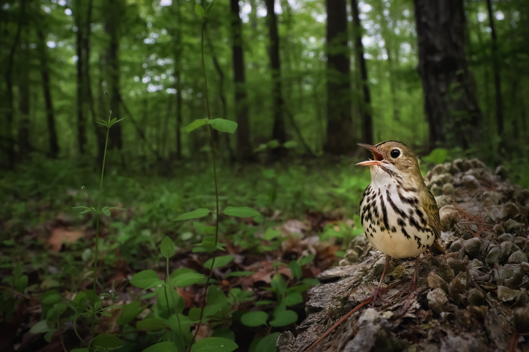 A male ovenbird singing on top of a fallen log.