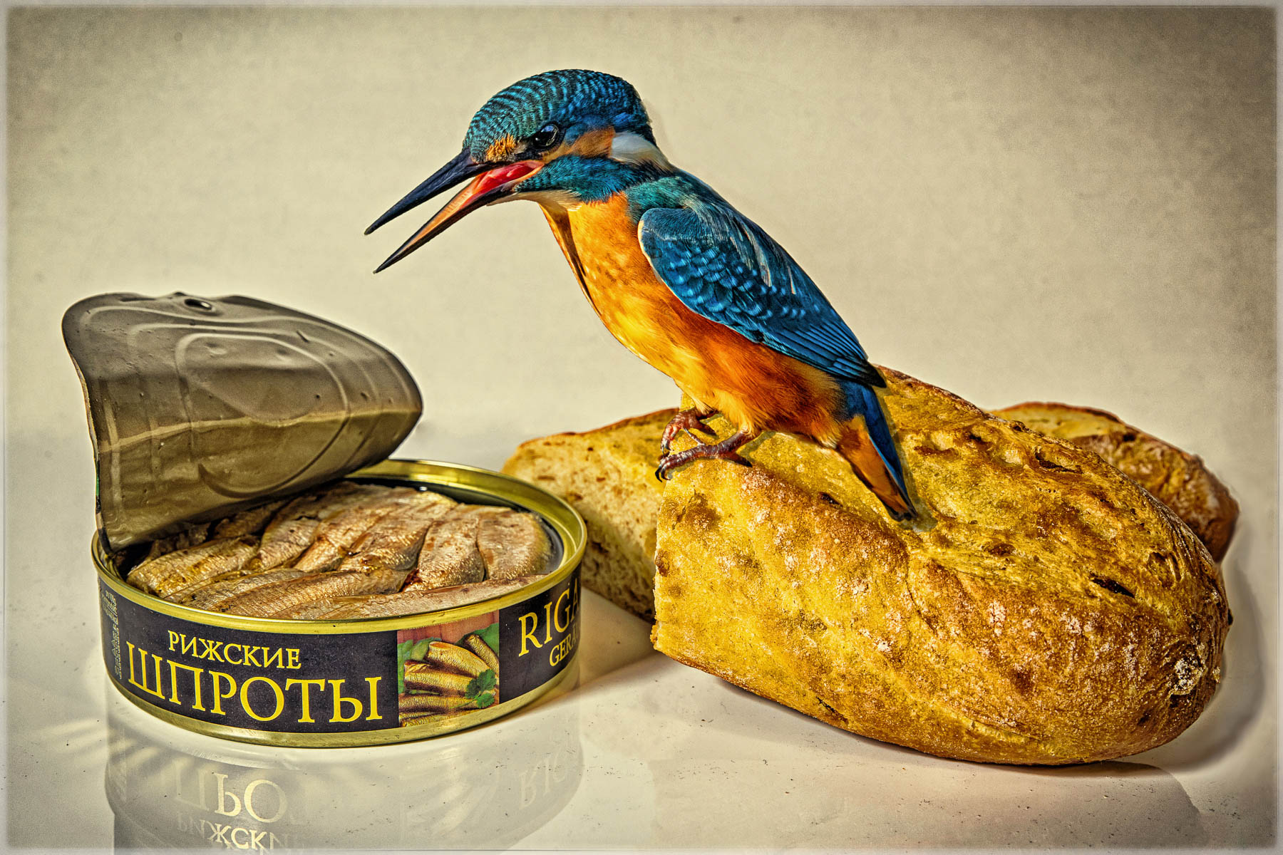 A kingfisher perched on bread with a tin of fish